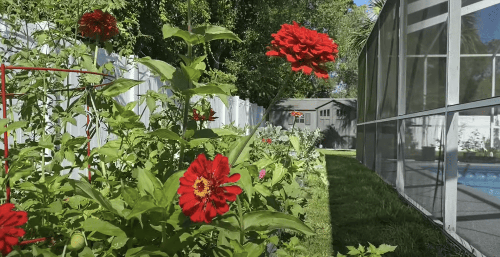 Zinnia flowers